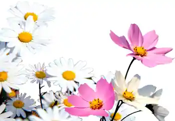 PhotoEffect da categoria Molduras para fotografias femininas № 72152